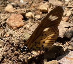 Acraea vumbui