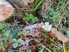 Potentilla montana