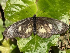 Acraea vumbui