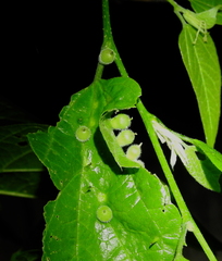 Celticecis celtiphyllia