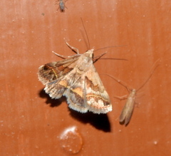 Acantholipes