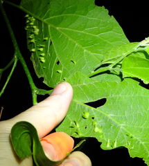 Celticecis spiniformis