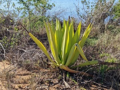 Agave missionum