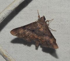 Hypospila