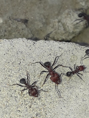 Amoimyrmex