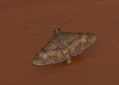 Hypospila