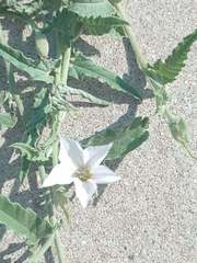 Convolvulus bonariensis