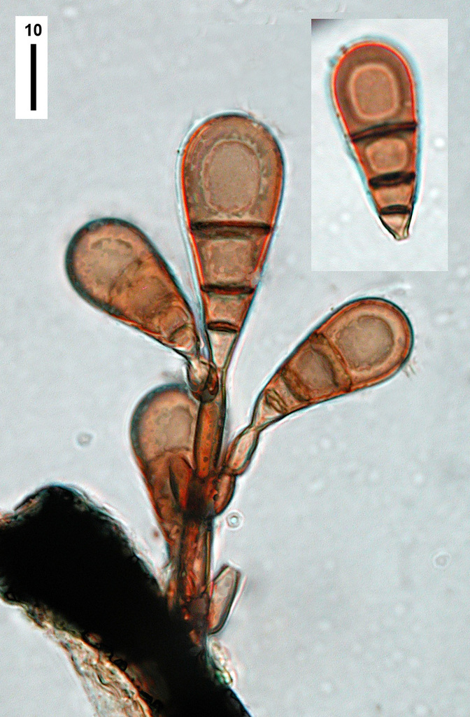 Brachysporiella