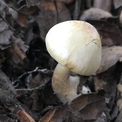 Agaricus kerriganii