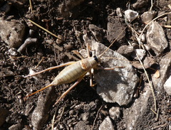 Ephippiger persicarius