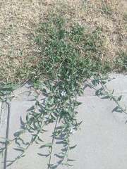 Convolvulus bonariensis