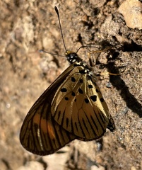 Acraea vumbui