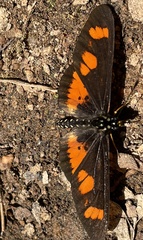 Acraea vumbui