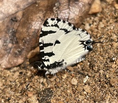 Uranothauma heritsia