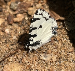 Uranothauma heritsia