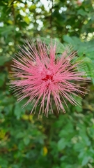 Calliandra tergemina emarginata