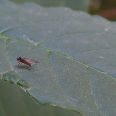 Agathomyia