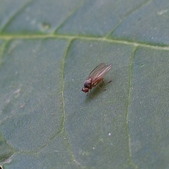 Agathomyia