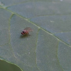 Agathomyia
