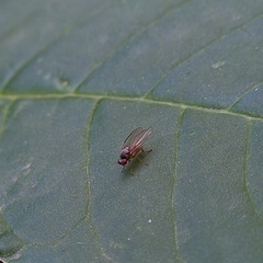 Agathomyia