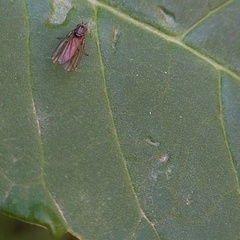 Agathomyia