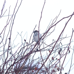 Passer domesticus
