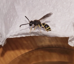 Symmorphus crassicornis