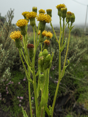 Senecio schweinfurthii