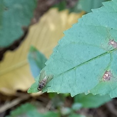 Platypeza consobrina