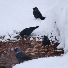 Corvus monedula