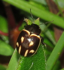 Platyphora spectabilis