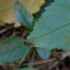 Platypeza consobrina