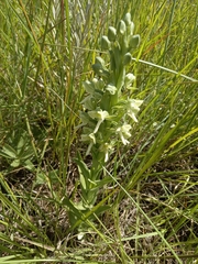 Habenaria epipactidea