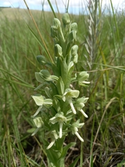 Habenaria epipactidea