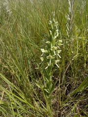 Habenaria epipactidea