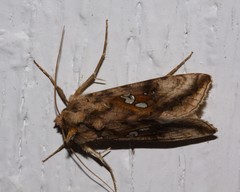 Autographa bimaculata