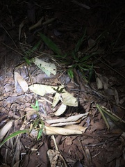 Adhemarius daphne daphne