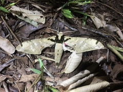 Adhemarius daphne daphne