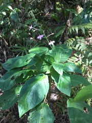 Pachystachys dubiosa