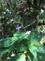 Pachystachys dubiosa