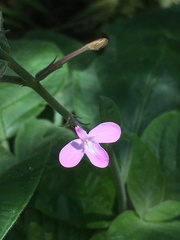 Pachystachys dubiosa
