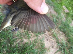 Sporophila caerulescens