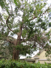 Juniperus bermudiana