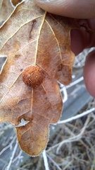 Cynips quercusfolii