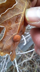 Cynips quercusfolii