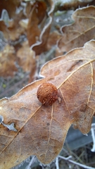 Cynips quercusfolii