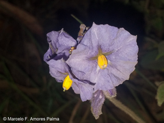 Solanum caripense