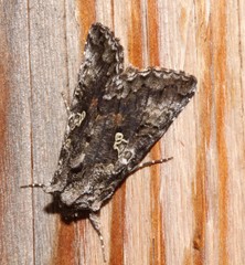 Syngrapha octoscripta