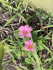 Oxalis purpurea