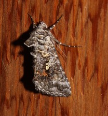 Syngrapha octoscripta